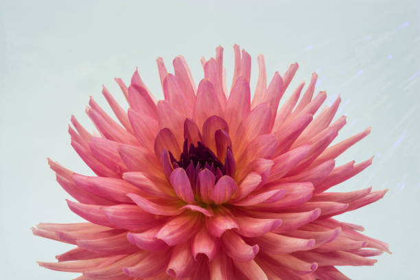 большой розовый цветок георгины. - 16204 стоковые фото и изображения