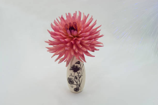 große rosa dahlie blüte in einer kleinen vase auf einem hellen hintergrund. - 16210 stock-fotos und bilder