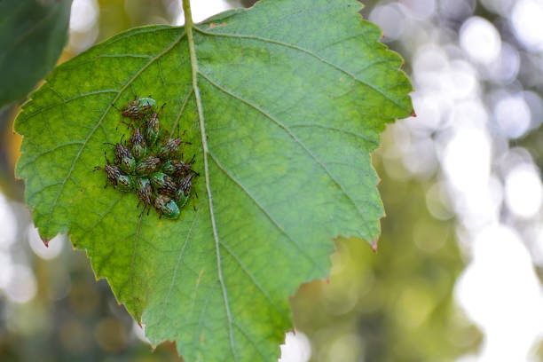 a lot of wood bugs on a birch leaf.