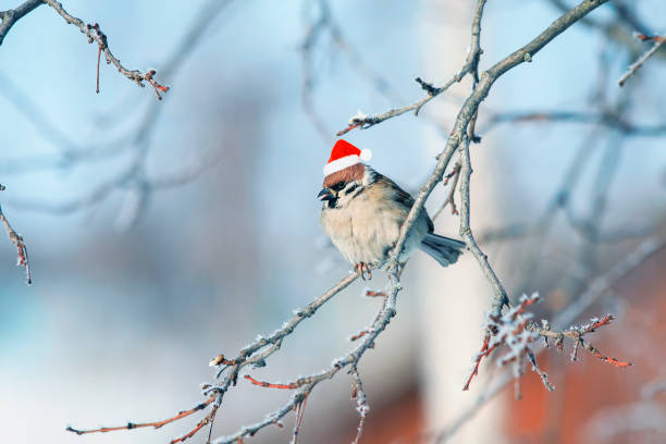 funny fluffy Sparrow in a festive red hat sitting on the branches covered with white fluffy frost in the Christmas Park