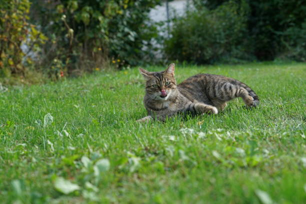 istock European Shorthair cat makes grooming 1036984908