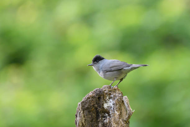 istock male Blackcap (Sylvia atricapilla) 1036985858