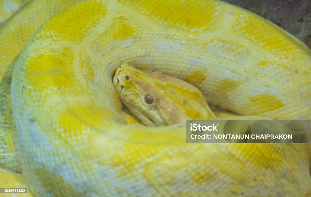 Python Snake Shell Gold Python Gold Is Lying Down Is A Poisonous Snake Stock Photo - Download ...
