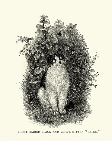 Vintage engraving of a Short-haired black and white kitten 19th Century