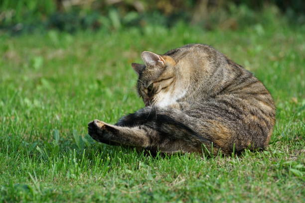 istock European Shorthair cat makes grooming 1036990814
