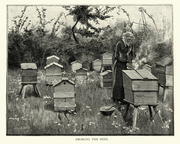 ilustrações de stock, clip art, desenhos animados e ícones de beekeeping, female beekeeper smoking bee hives, 19th century - apicultor ilustrações