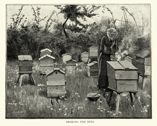 istock Beekeeping, Female beekeeper smoking bee hives, 19th Century 1036994370