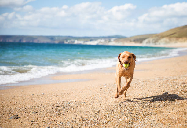 istock Happy Labrador Dog on a Beach 1037002874