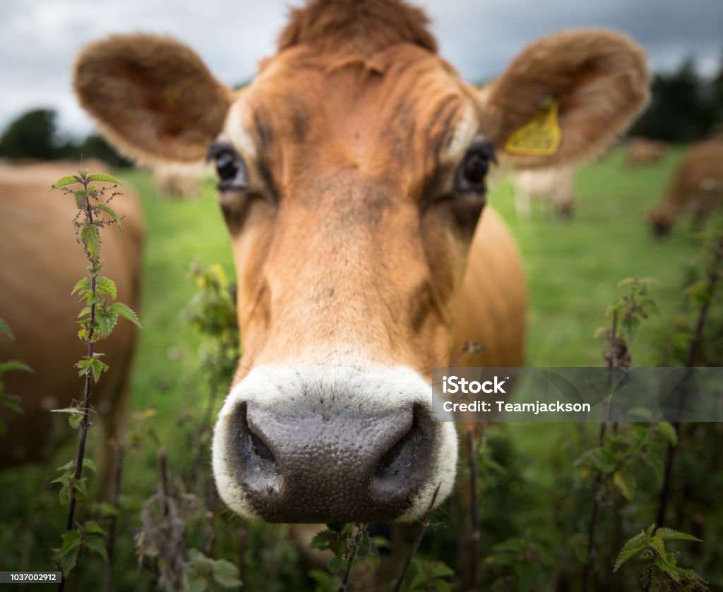 The face and head of a dairy cow A close up portrait of a brown dairy cow showing nose, eyes and ears with yellow ownership tags Cow Stock Photo