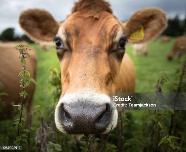 The Face And Head Of A Dairy Cow Stock Photo - Download Image Now - Cow, Domestic Cattle, Agricultural Field