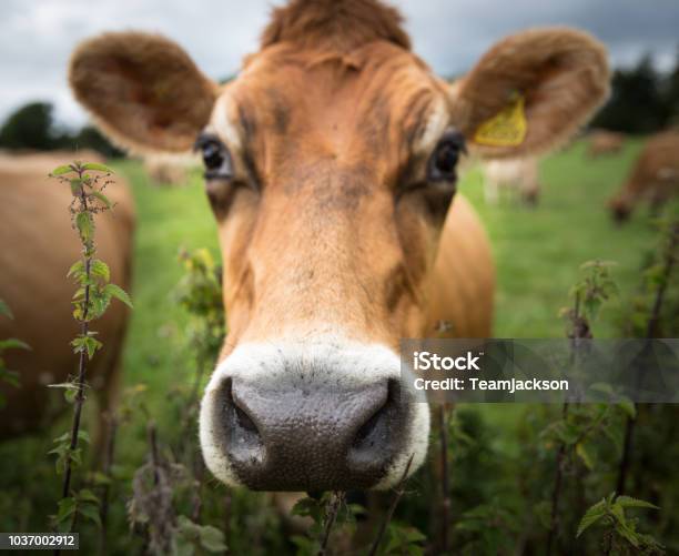 Foto de O Rosto E A Cabeça De Uma Vaca Leiteira e mais fotos de stock de Fêmea de mamífero - Fêmea de mamífero, Gado Doméstico Bovino, Agricultura