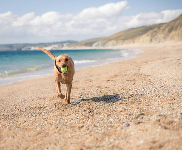 istock Happy Labrador Dog on a Beach 1037002986