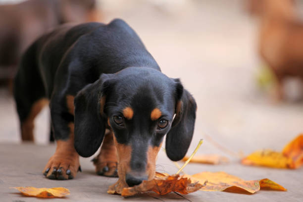 istock Dachshund Dog autumn Garden 1037007680
