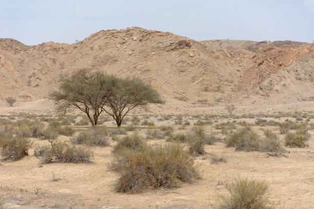 istock Desert Scene in the UAE 1037009726