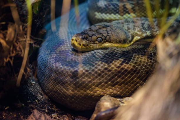 Angolan Python Inaturalist 70+ Fotos, Bilder und lizenzfreie Bilder zu Angolapython Fotos - iStock
