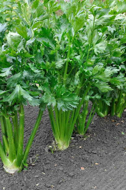 istock close-up of celery plantation (leaf vegetable) 1037019448