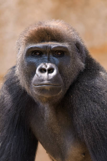 gorilla - gorilla zoo animal silverback gorilla imagens e fotografias de stock