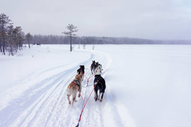 istock Husky dogs in their sledge in winter forest 1037028326