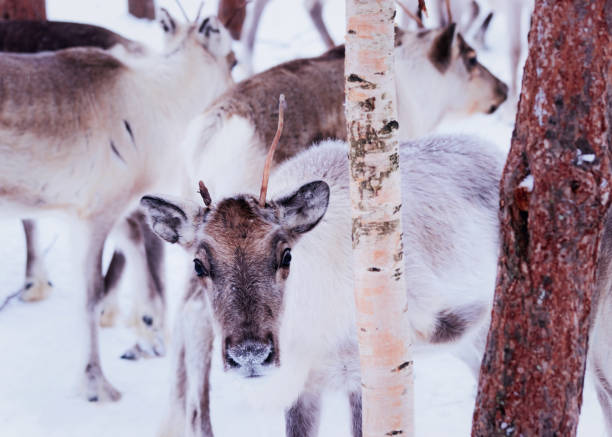 istock Herd of young reindeers with small horns Lapland 1037028336