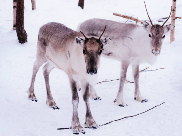 istock Two young reindeers with small horns Lapland 1037028350