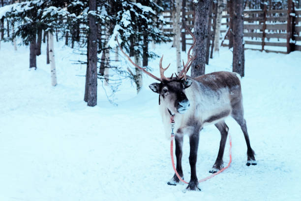 istock Reindeer in harness on snowy winter farm Lapland 1037028538