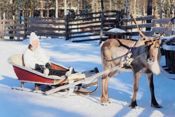istock Smiling woman on reindeer sledge ride in winter Rovaniemi 1037029332