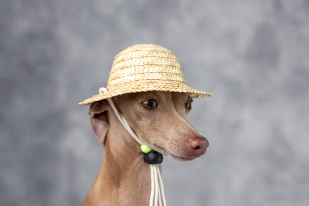 小さなイタリアン ・ グレーハウンド犬の肖像画。コスチューム。帽子 - italian greyhound ストックフォトと画像