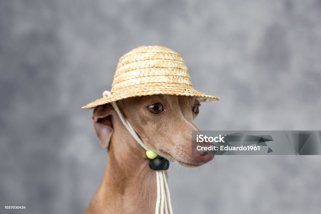Portrait Of Little Greyhound Dogcostume Hat Stock Photo - Download Image Now iStock