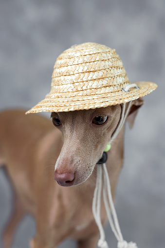 Portrait Of Little Greyhound Dogcostume Hat Stock Photo - Download Image Now iStock