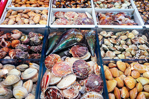 Sale of Fresh clams and turbo shells at Jagalchi famous fish market in Busan, South Korea