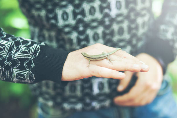 istock man holding green lizard in his hand 1037036784