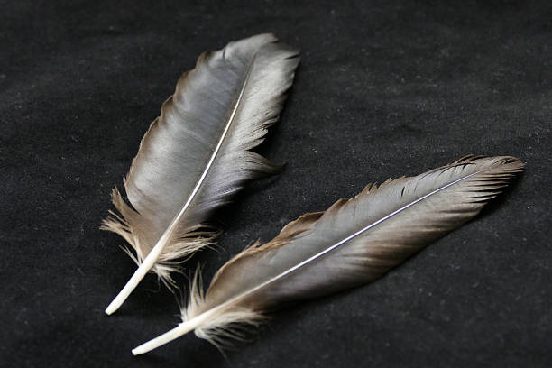 istock Photos of bird feathers, bird feathers on a black background, 1037040194