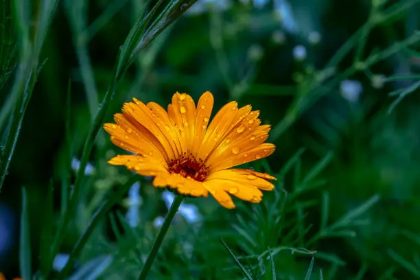 Wildflower droplets