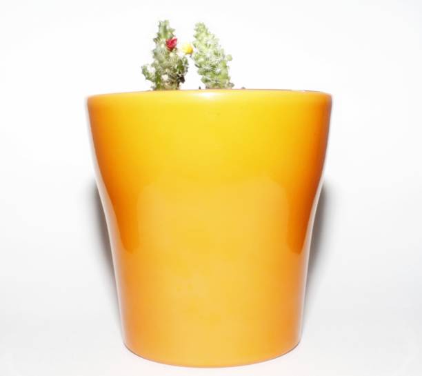 A pot with cacti.