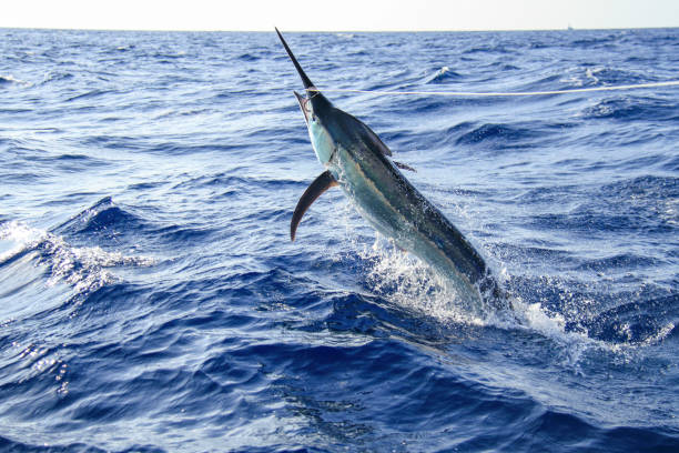 marlin noir sauter près de bateau - swordfish photos et images de collection