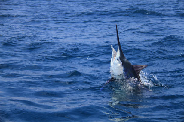 istock Blue marlin on the leader near the boat 1037043686
