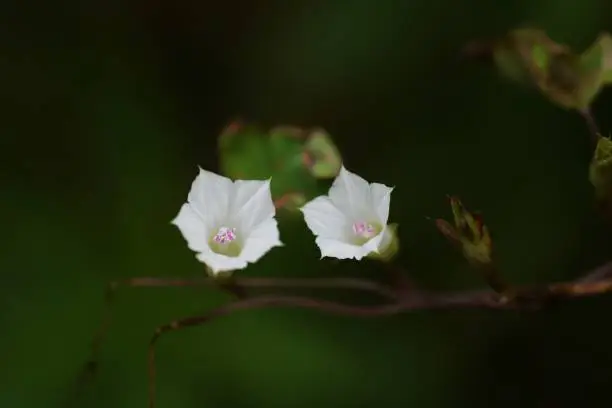 Small-flowered white morning glory (Ipomoea lacunosa)