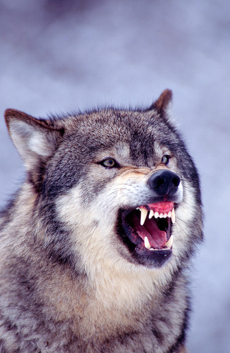 Close-up of a Gray Wolf snarling. Prominent teeth showing. Montana.