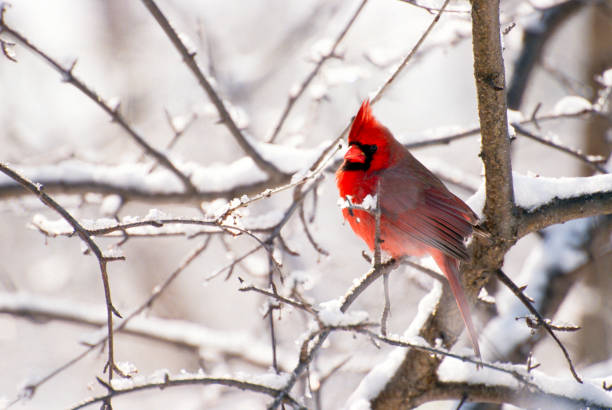 Male Cardinal in Snow A male Cardinal perches on a snow-covered branch in a back yard in Wisconsin. cardinal bird stock pictures, royalty-free photos & images