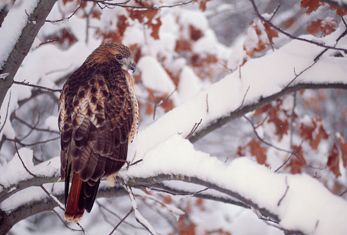 A Red-tailed Hawk perches in an oak tree after a snow storm. Michigan.