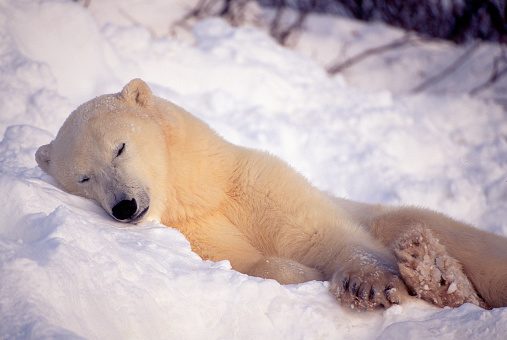 A Polar Bear takes a nap in the snow on the arctic tundra in Manitoba, Canada.