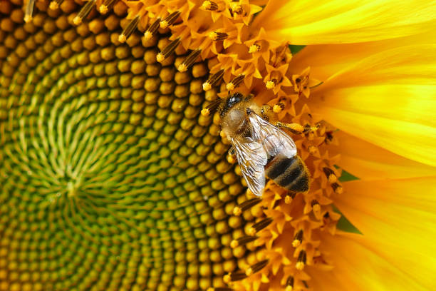 istock a honey bee collects pollen in the sunflower, 1037051936