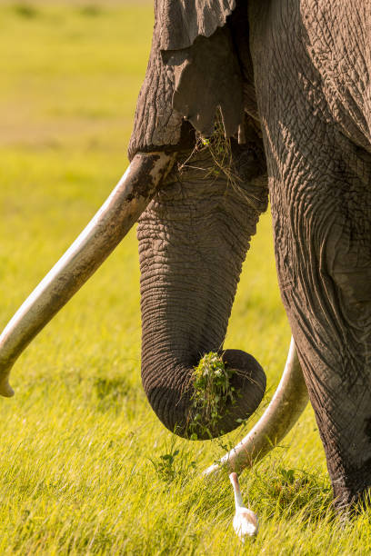 istock Giant Elephant and Cattle (Little) Egret at wild 1037052460