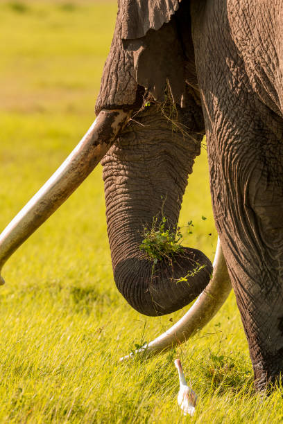 istock Giant Elephant and Cattle (Little) Egret at wild 1037053248