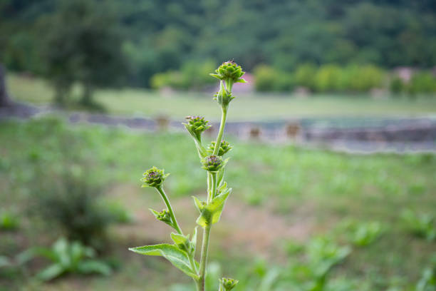 Beautiful flowers blooming in garden at summer. Selective focus