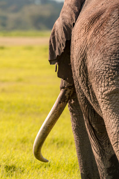 istock Giant Elephant with big tusk at wild 1037053806
