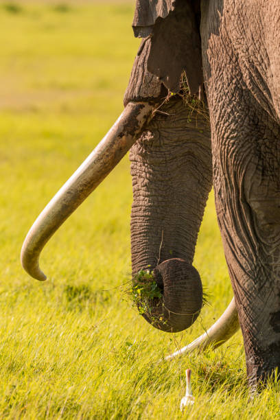 istock Giant Elephant and Cattle (Little) Egret at wild 1037058542