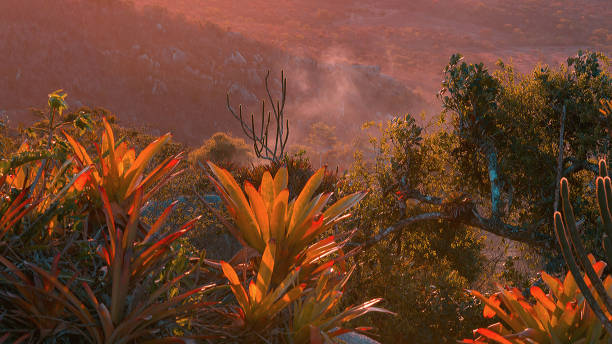 The semi-arid climate is present in Brazil in the Northeast and Southeast regions, associated to the important biome of the caatinga, rich in biodiversity, and quite heterogeneous.