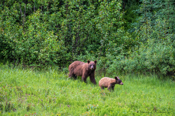 istock Mother Grizzly Bear and Cub 1037065772