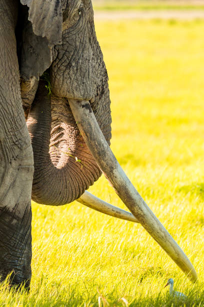 istock Giant Elephant and Cattle (Little) Egret at wild 1037065964